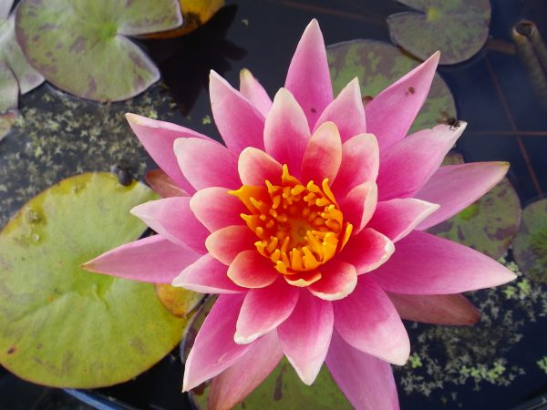 Colorado - UK pond plant