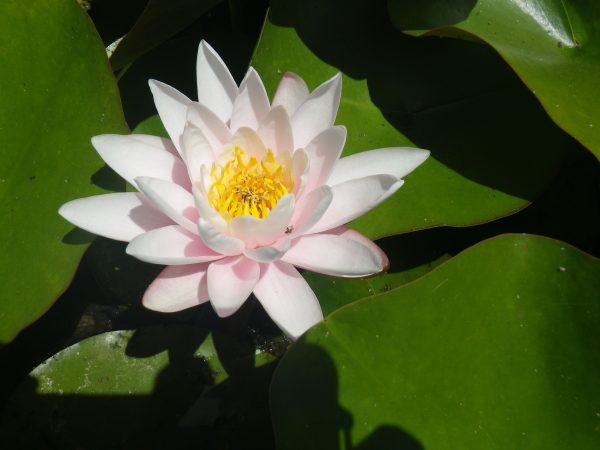 Nymphaea Colossea