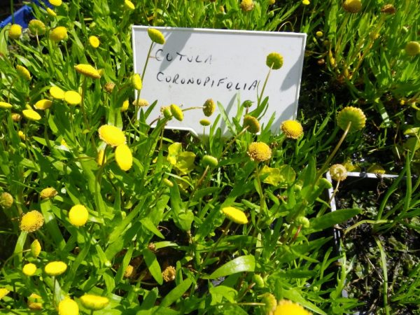 Cotula coronopifolia (Golden buttons)