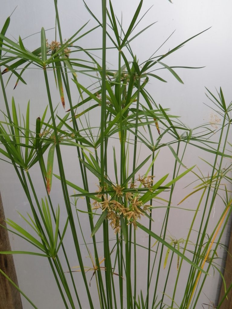 Cyperus alternifolius (Umbrella grass) Devon Pond Plants