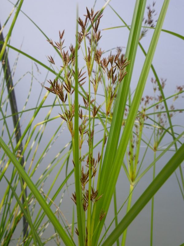 Cyperus longus (Galingale)