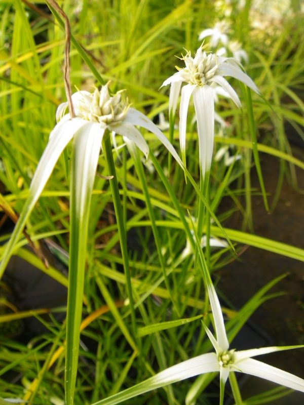 Dichromena colorata (Star grass)