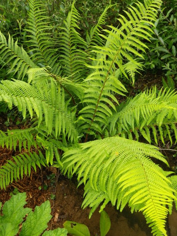 Dryopteris filix-mas (Male fern)