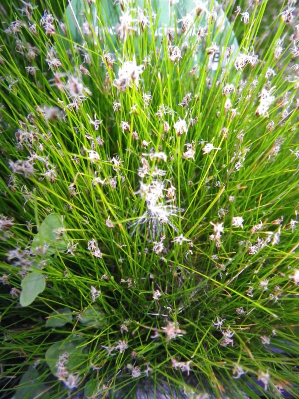 Eleocharis acicularis (Dwarf needle spike rush)