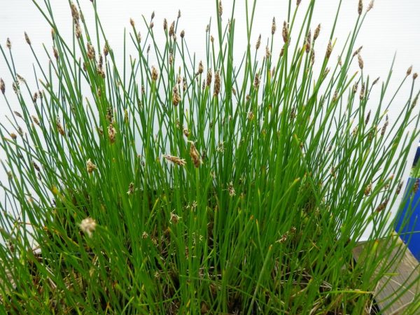 Eleocharis palustris (Spike rush, Painter’s brush)