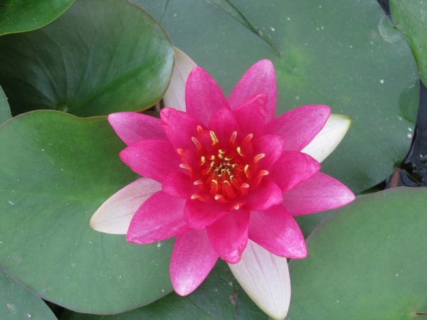 Nymphaea Ellisiana