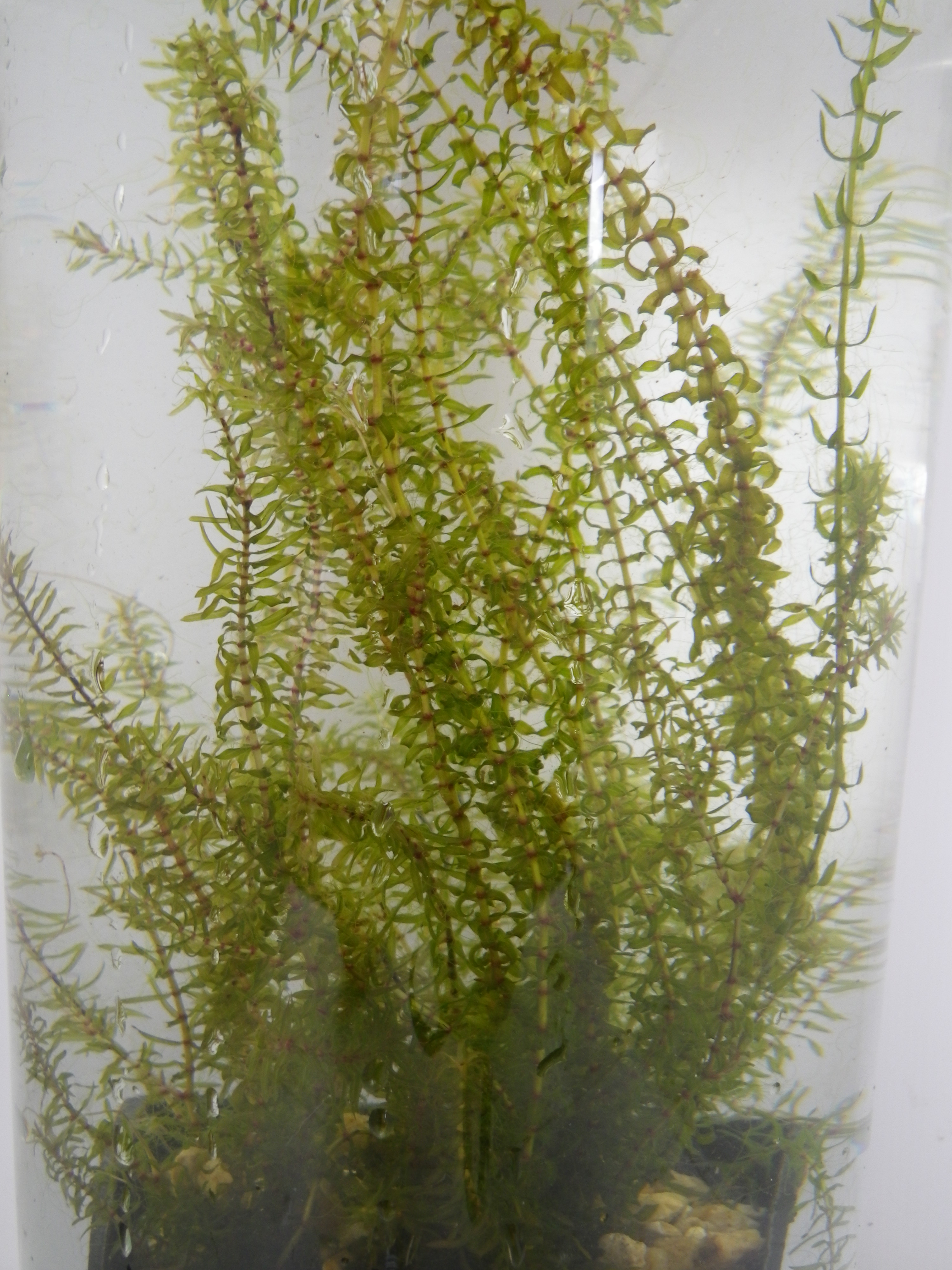 Elodea canadensis (Canadian pondweed) Devon Pond Plants