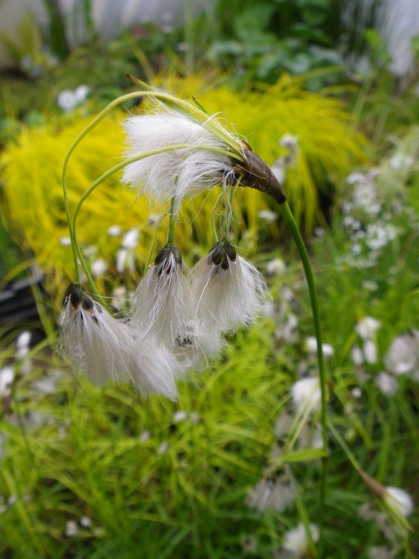 Eriophorum latifolium (Broad leaved cotton grass)