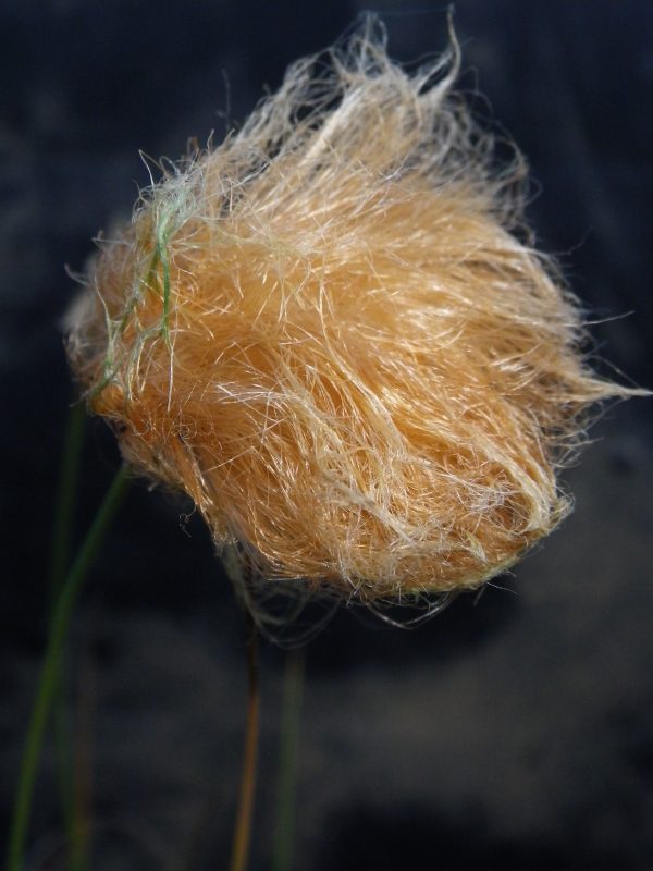 Eriophorum russellianum (Bronze cotton grass)