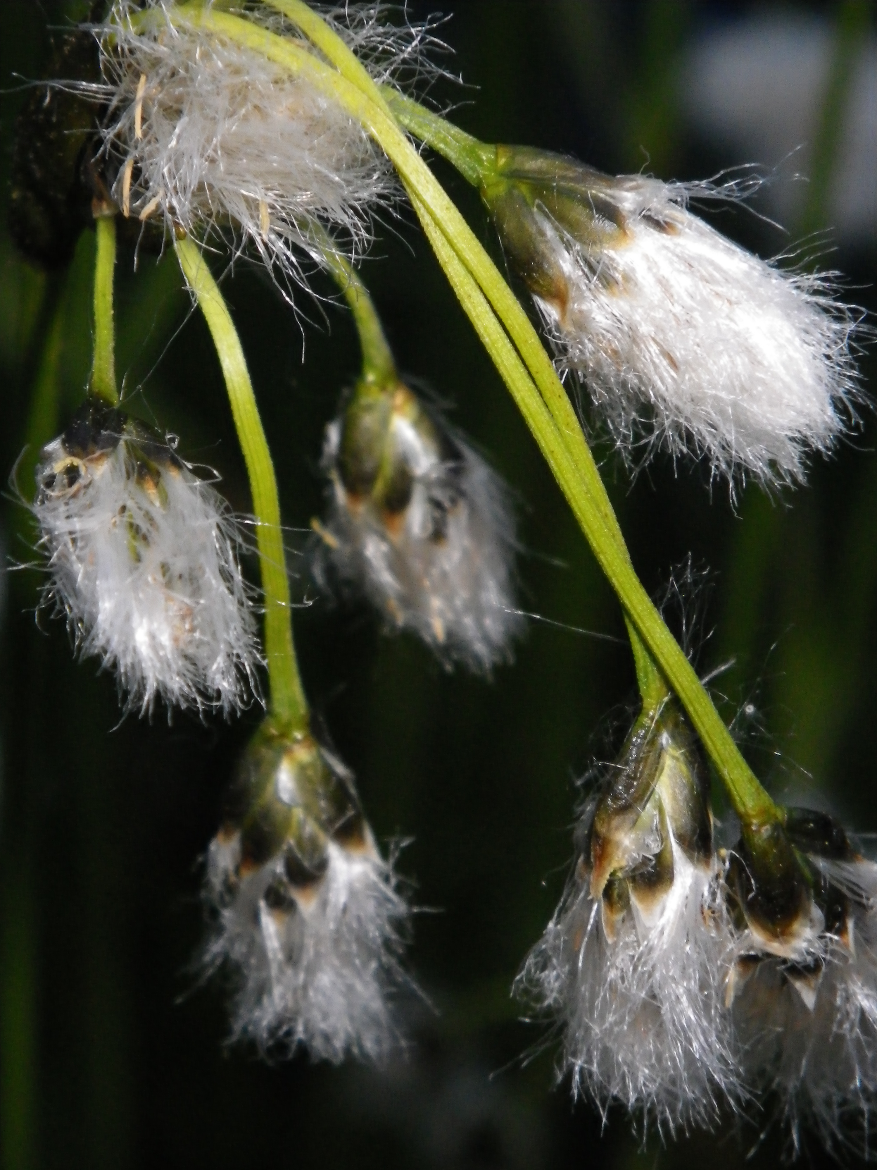 Eriophorum vaginatum (Hare’s tail cotton grass) Devon Pond Plants