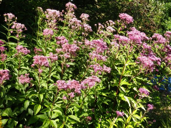Eutrochium (Eupatorium) cannabinum (Joe Pye Weed)