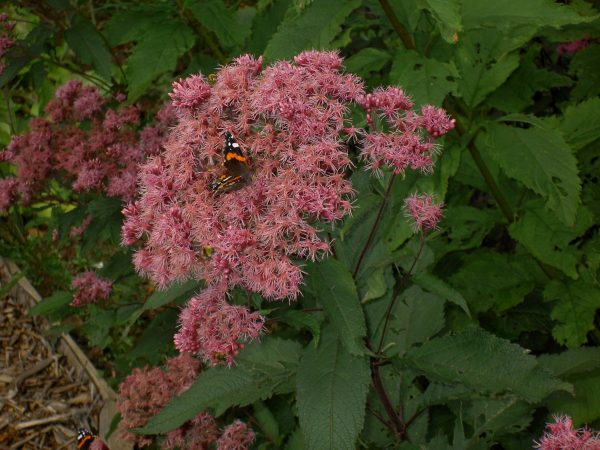 Eutrochium maculatum purpureum