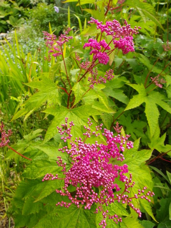 Filipendula "Kahome"