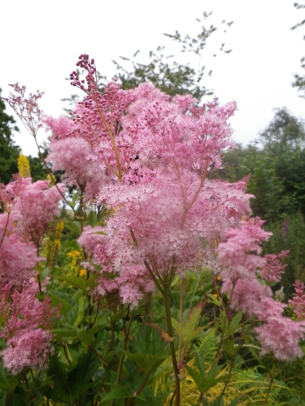 Filipendula rubra 'Venusta'