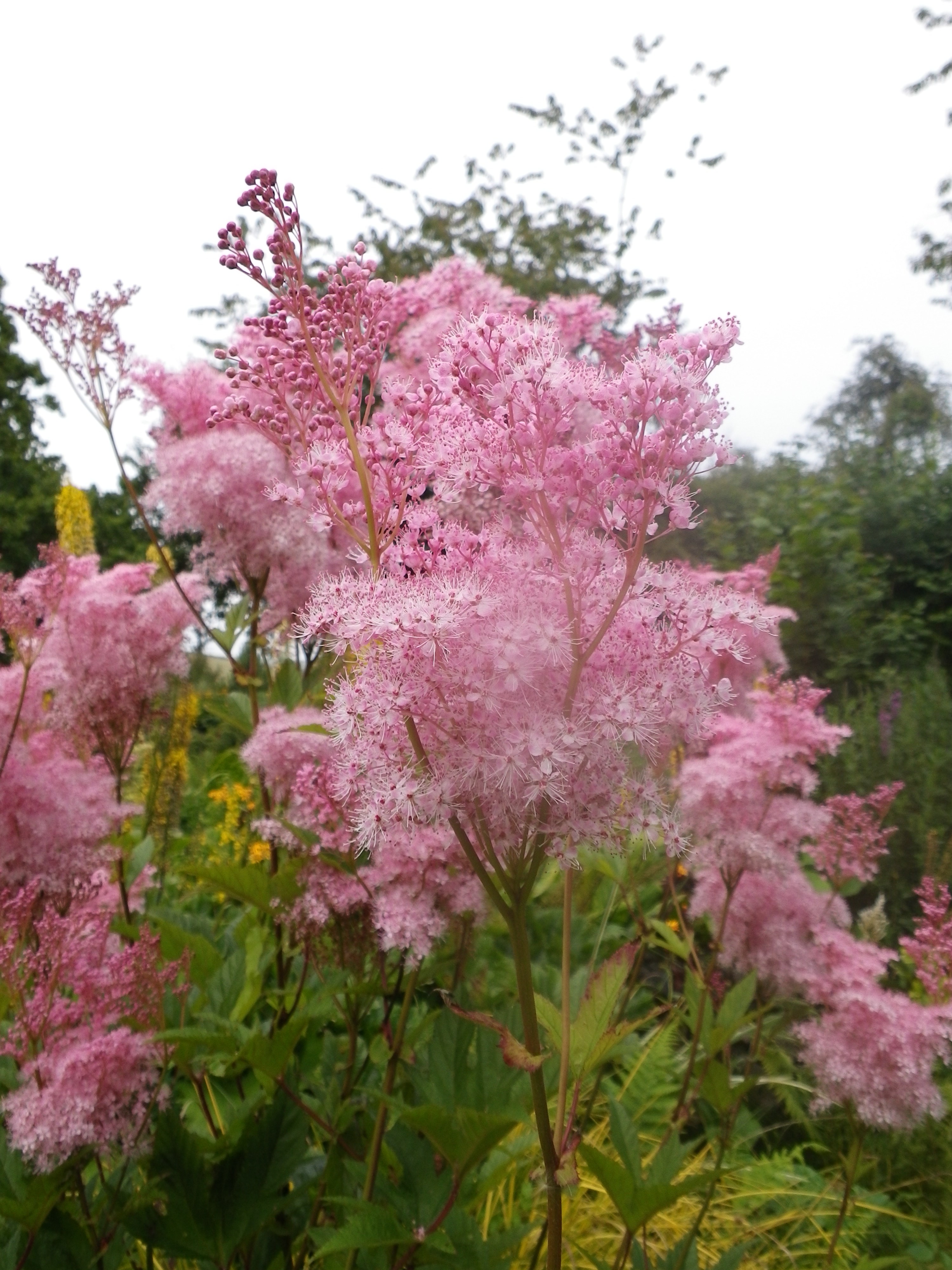 filipendula