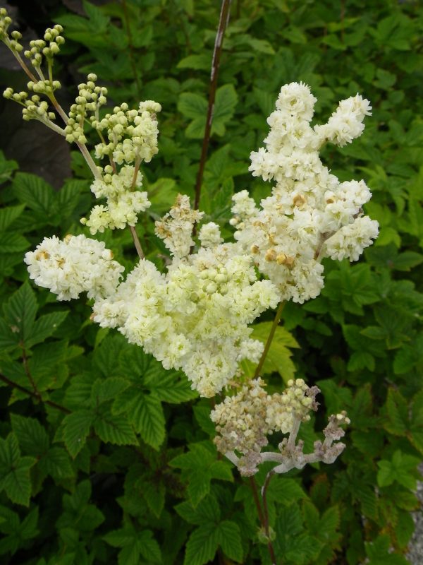 Filipendula ulmaria (Meadow Sweet)