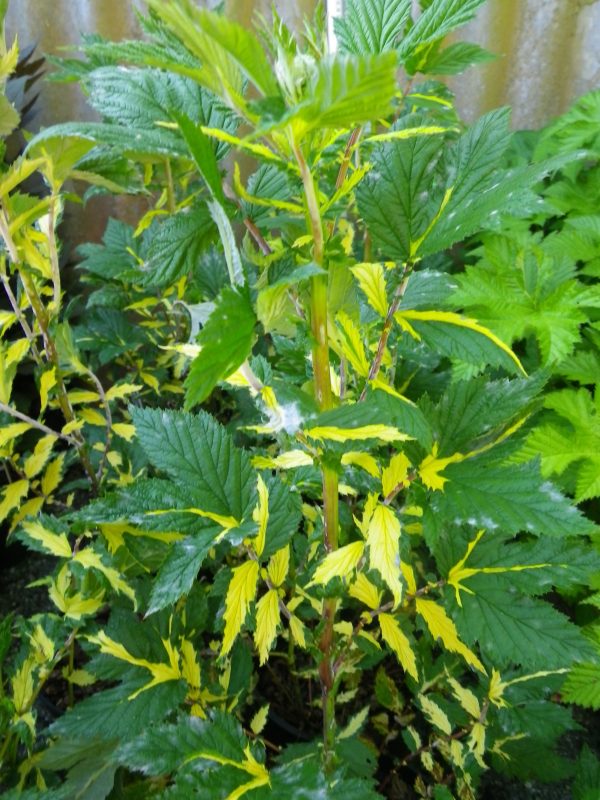Filipendula ulmaria variegata (Variegated Meadow Sweet)