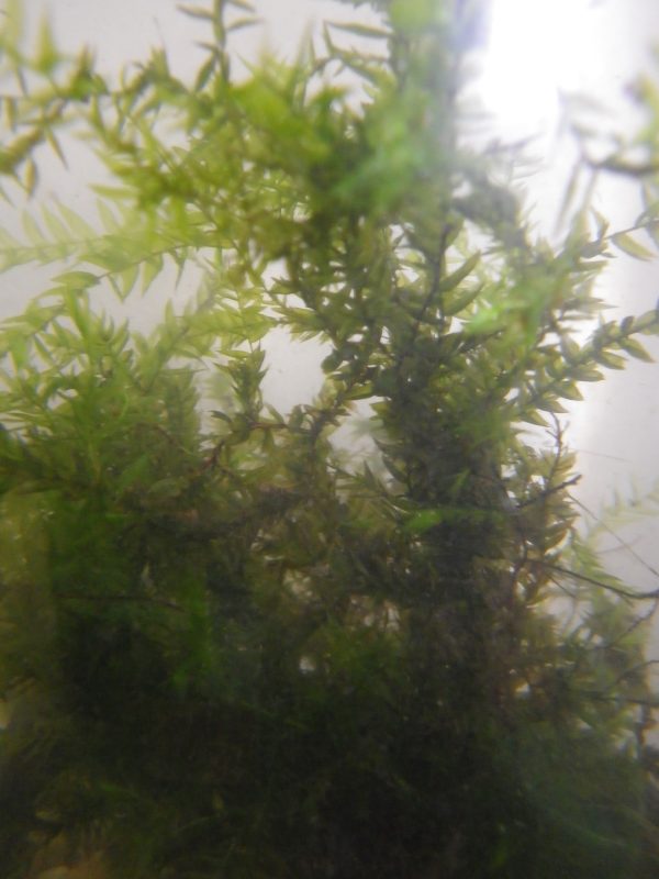 Fontinalis antipyretica (Willow Moss)
