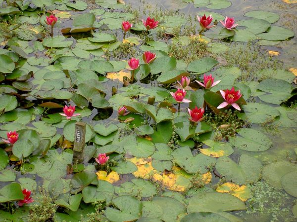 Nymphaea Froebelii