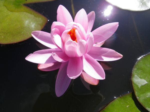 Nymphaea Gloire du Temple sur Lot