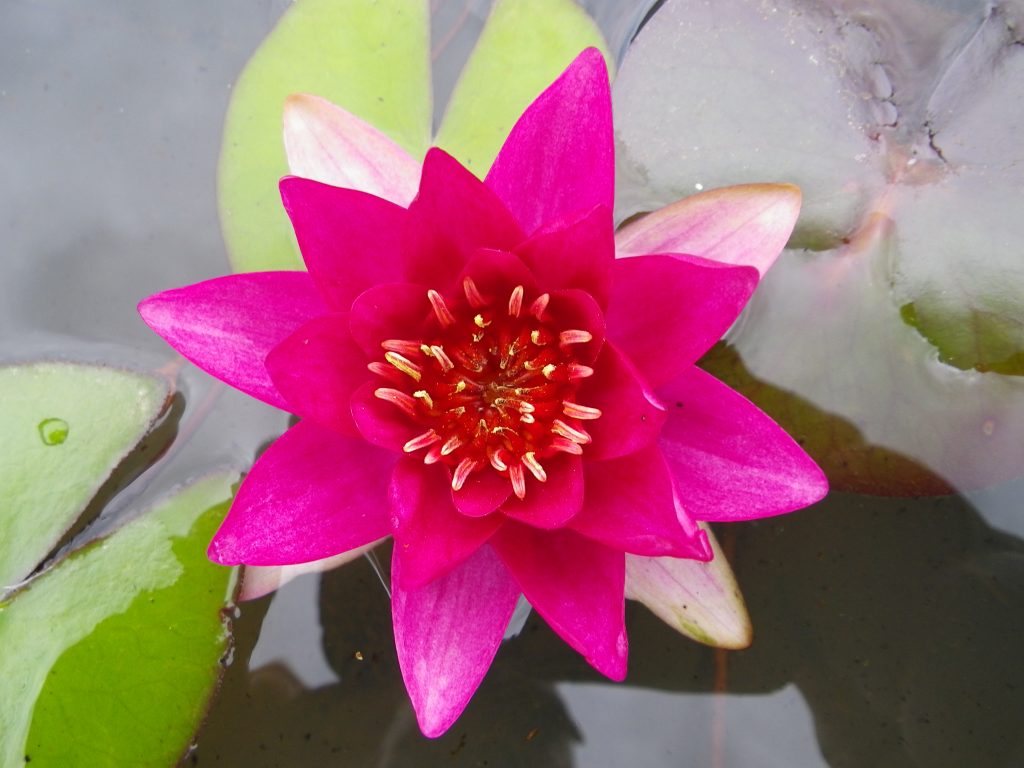 Nymphaea Gloriosa Devon Pond Plants