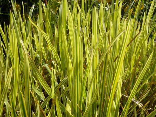 Glyceria aquatica variegata (Variegated manna grass)