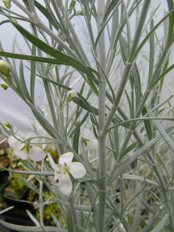 Gomphostigma virgatum (River star/Otter bush)
