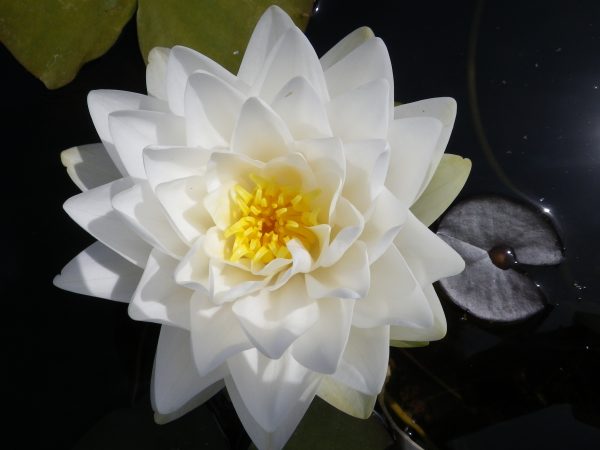 Nymphaea Gonnere