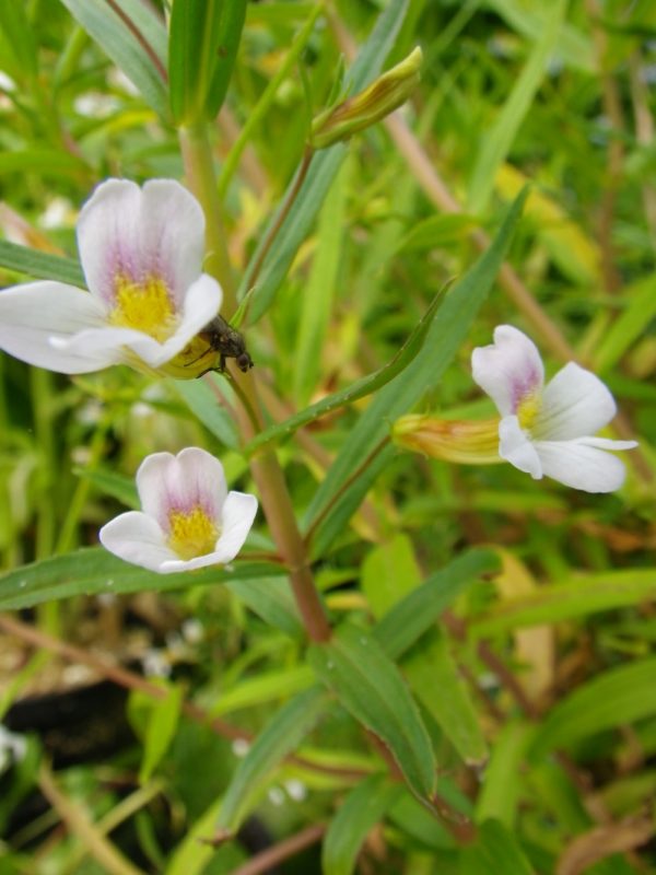 Gratiola officinalis (Water hyssop)