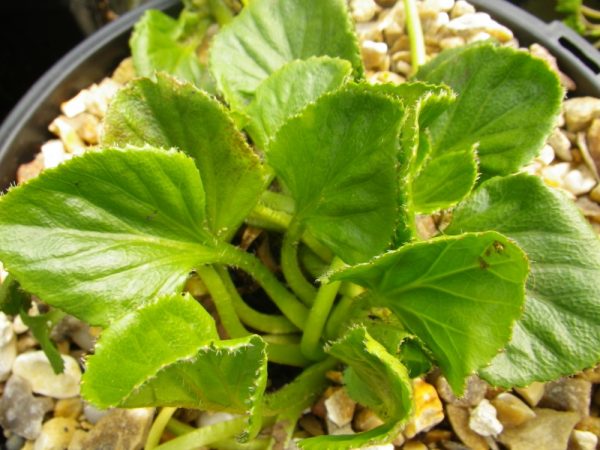 Gunnera cordifolia