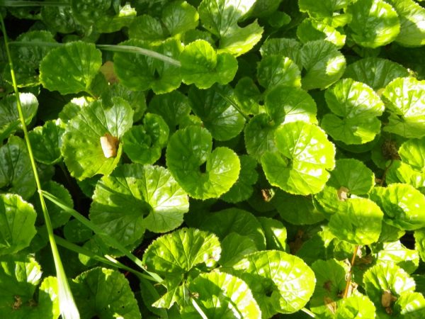 Gunnera magellanica