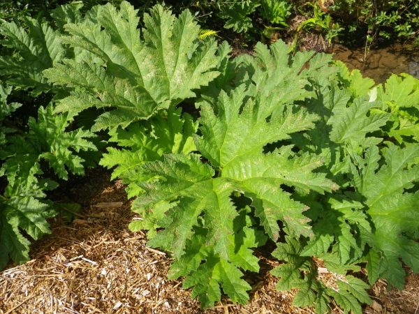 Gunnera manicata (Brazilian Rhubarb)