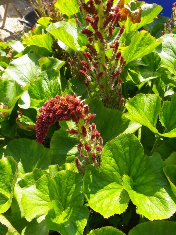 Gunnera perpensa