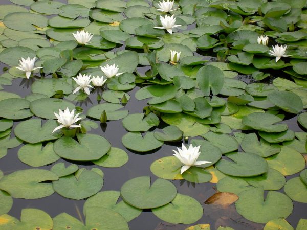 Nymphaea Hermine