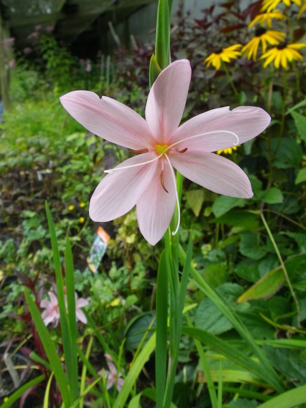 Hesperantha "Mrs Hegarty" (Pink Cape Lily)