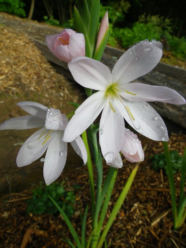 Hesperantha alba (Cape lily)