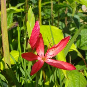 Hesperantha coccinea