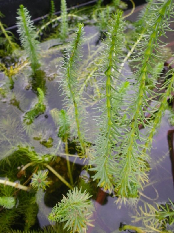 Hippuris vulgaris (Marestail)