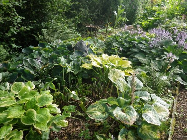 Hosta various
