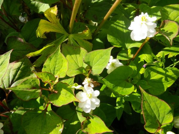 Houttuynia cordata (Orange peel plant)