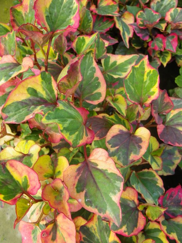 Pick and Mix P9 Pots (x5) - Image 8