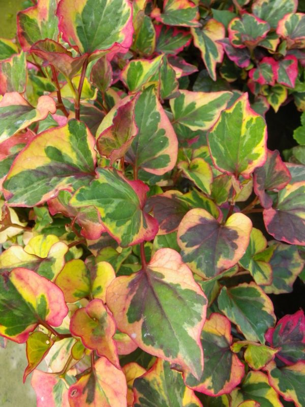 Potted Pond Packs for Colour - Image 25