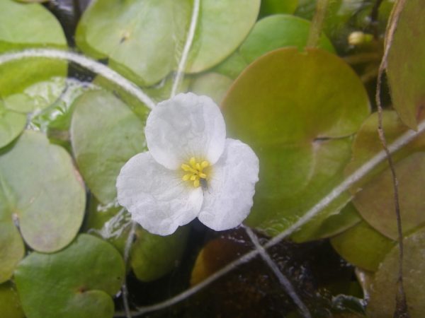 Hydrocharis morsus-ranae (Frogbit)