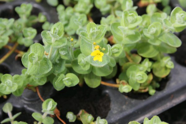 Hypericum elodes (Marsh St John's wort)