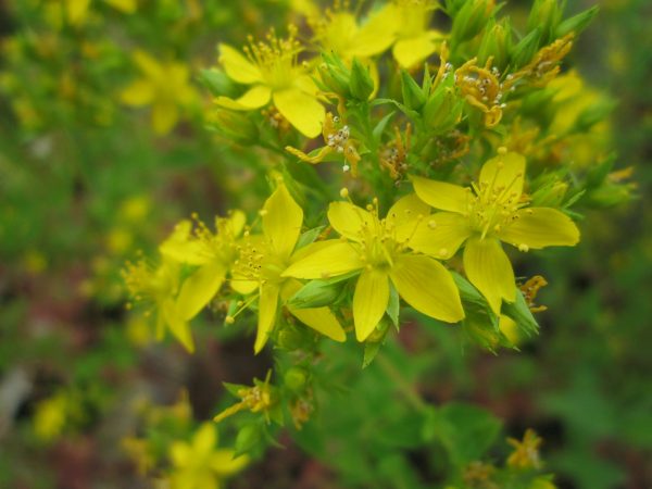 Hypericum tetrapterum (Square stemmed St John's wort)