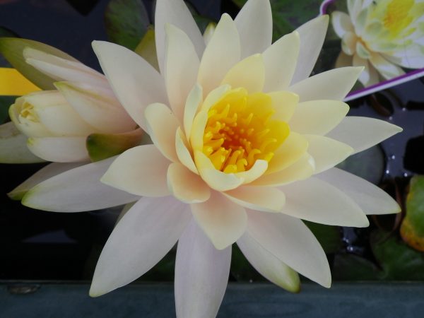 Nymphaea Inner Light