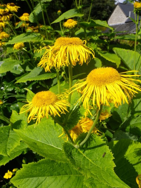 Inula magnifica (Giant inula)