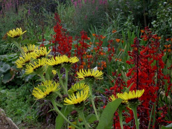 Inula racemosa (Indian elecampane)