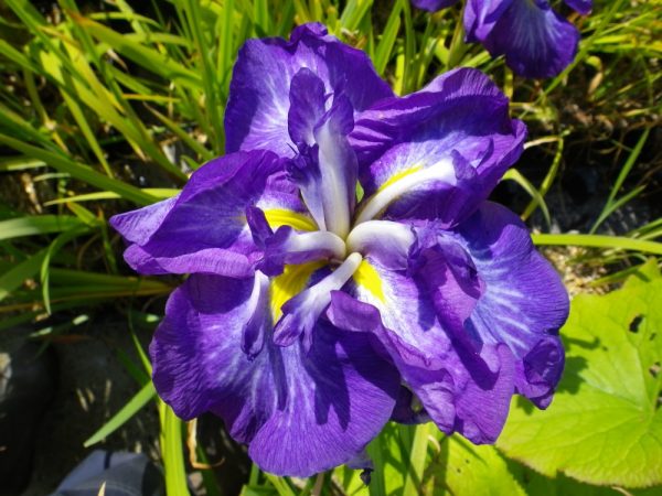 Iris ensata Electric Rays