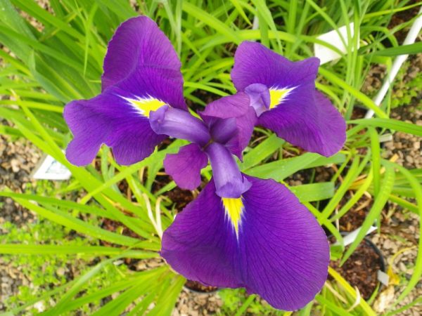 Iris ensata (Kaempferi)